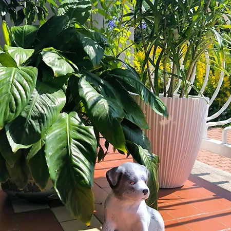 아파트 Erika 티하니